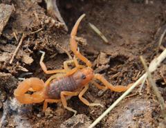 Parabuthus planicauda