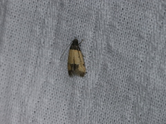 Tyrolimnas anthraconesa