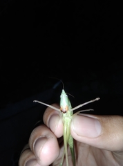 Euconocephalus varius