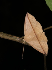 Ugia purpurea