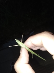 Euconocephalus varius