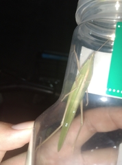 Euconocephalus varius