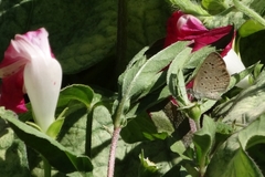 Zizeeria knysna
