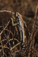 Bradypodion gutturale