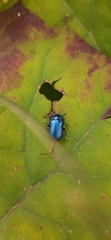 Oreina cacaliae