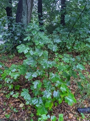 Acer pseudoplatanus