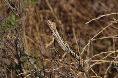 Bradypodion gutturale