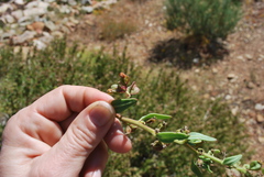 Tetragonia spicata