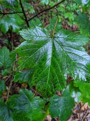 Acer pseudoplatanus