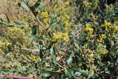 Tetragonia spicata