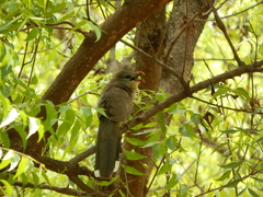 Taccocua leschenaultii