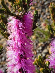 Melaleuca suberosa