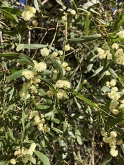 Acacia graveolens (Acacia graveolens)