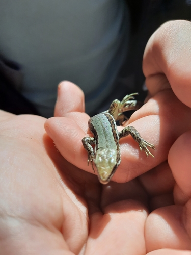 Horvath's Rock Lizard, Iberolacerta horvathi