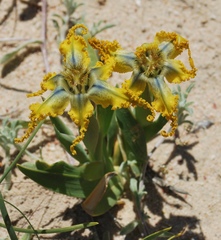 Ferraria variabilis