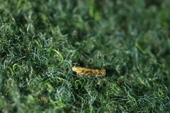 Scrobipalpa ocellatella