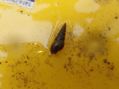 Stenomelania plicaria