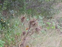 Cirsium odontolepis
