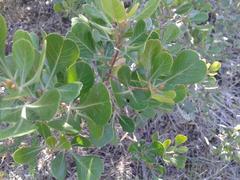 Searsia lucida lucida