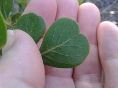 Searsia lucida lucida