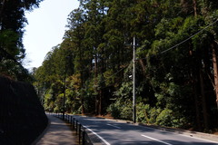 Cryptomeria japonica