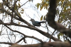 Phaenicophaeus sumatranus