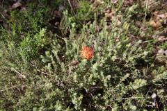 Melaleuca macrostemon