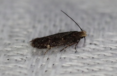 Aproaerema isoscelixantha