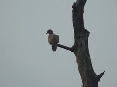 Streptopelia senegalensis