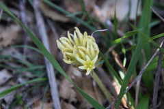 Conostylis caricina