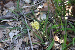 Conostylis caricina