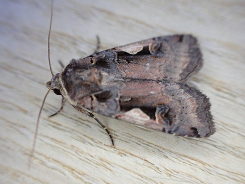 Setaceous Hebrew Character photo 3