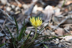 Conostylis caricina