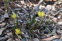 Conostylis caricina