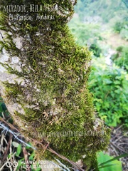 Cryphaea heteromalla