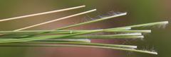 Eragrostis racemosa