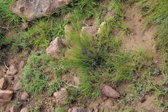 Eragrostis racemosa