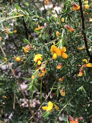 Pultenaea hispidula