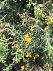 Pultenaea hispidula