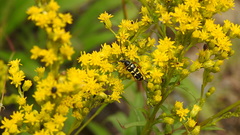 Typocerus sparsus