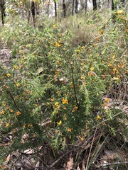 Pultenaea hispidula