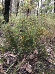 Pultenaea hispidula