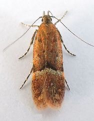 Eudactylota iobapta
