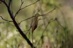 Pterostylis barbata