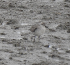 Calidris tenuirostris