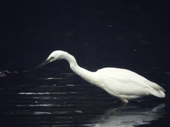 Egretta garzetta
