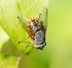 Calliphora hilli