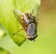 Calliphora hilli