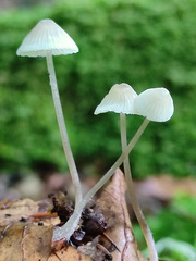 Mycena pseudolaevigata