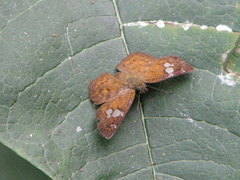 Pseudocoladenia dan
